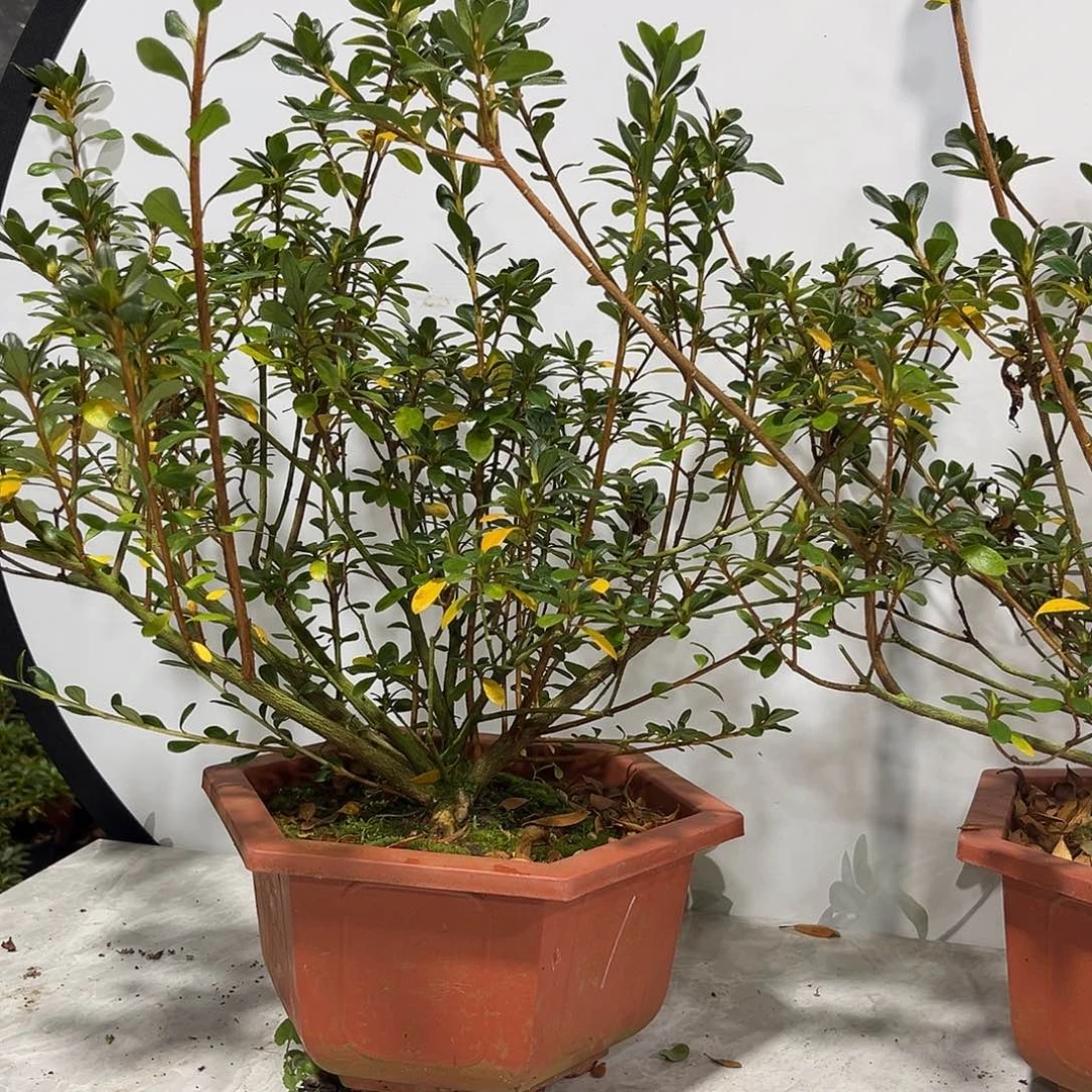 城***易完全开放都之泉杜鹃