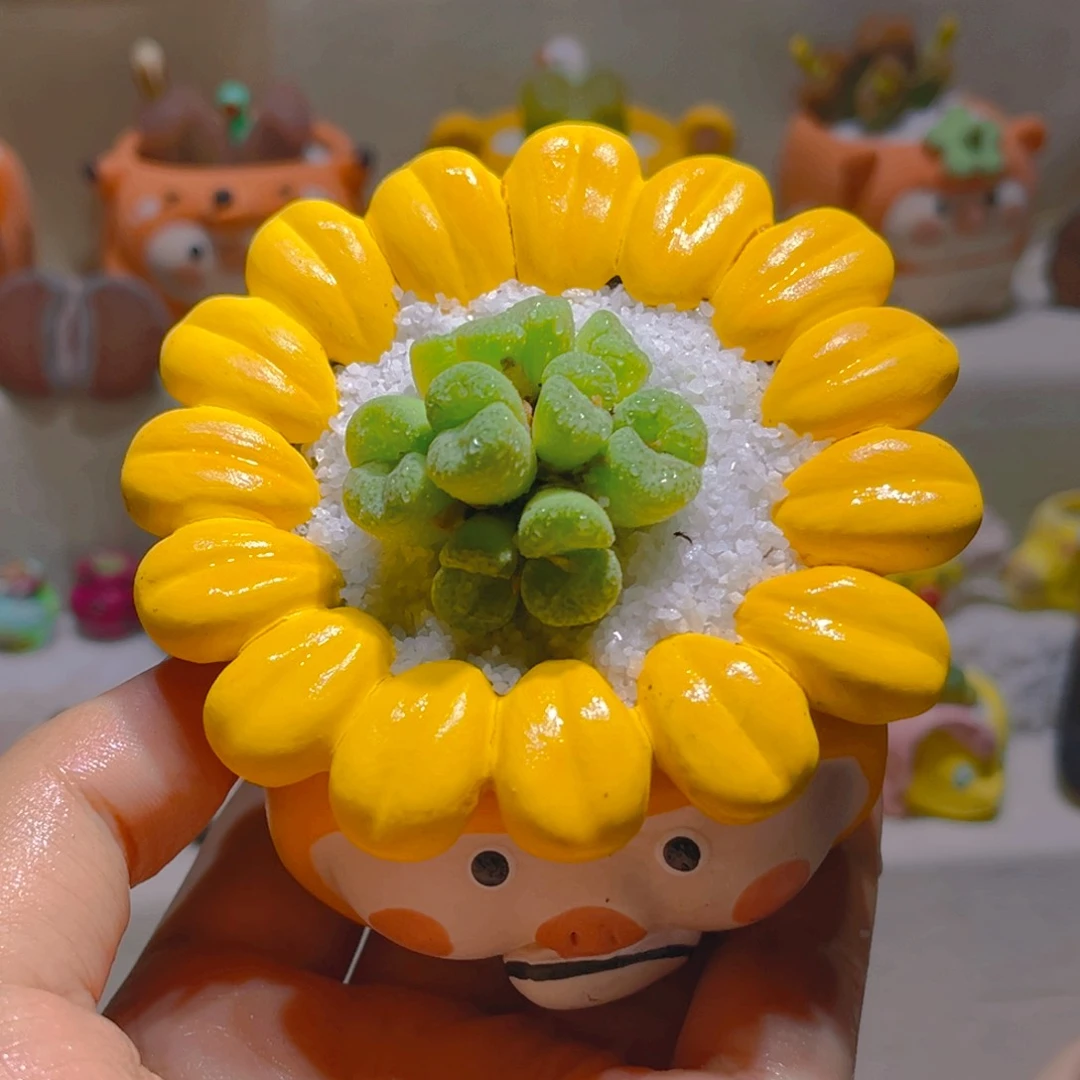 022墨点安贞20头带盆带土手工盆