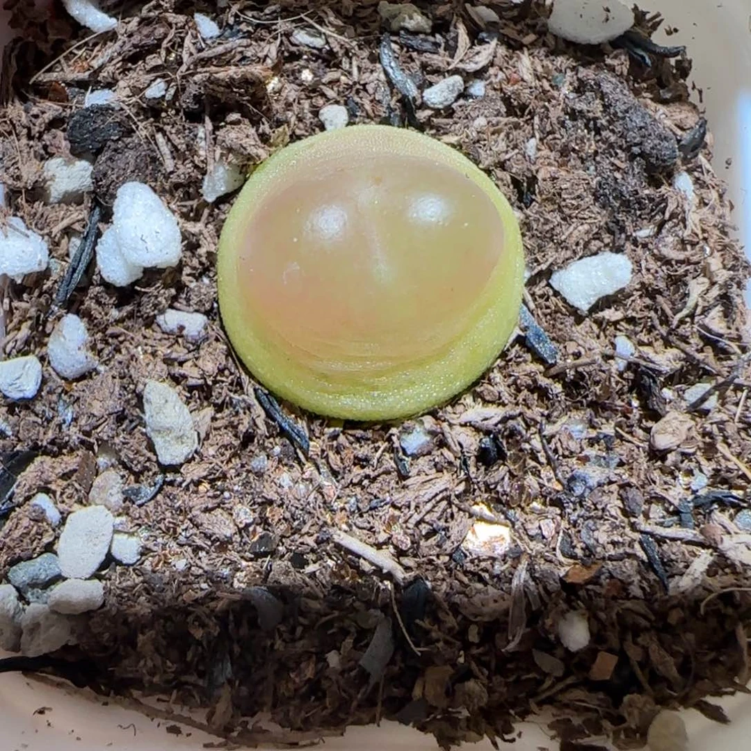 肉锥多肉植物百科-日式拉登（1.4）120