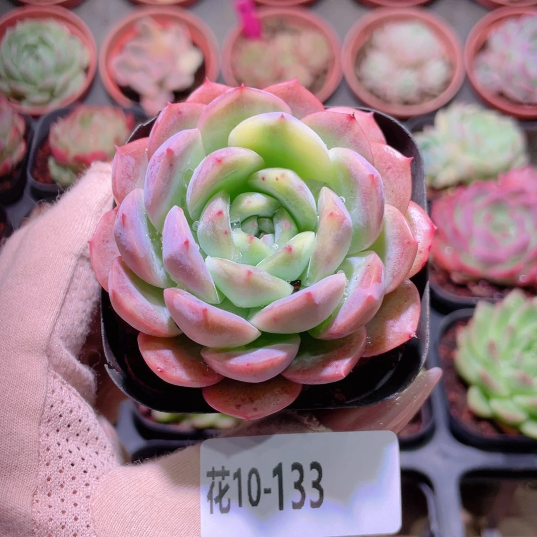 花利美10-133新品锦