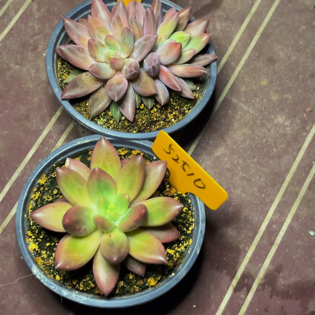 ?**麻52511，52510下午多肉植物群生