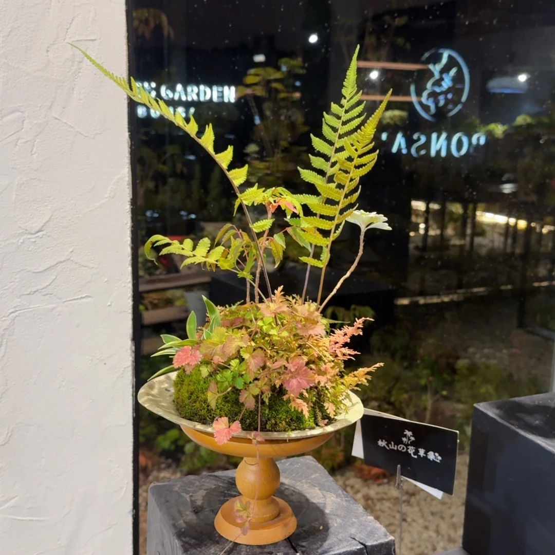 无花朵山野草日本盆器