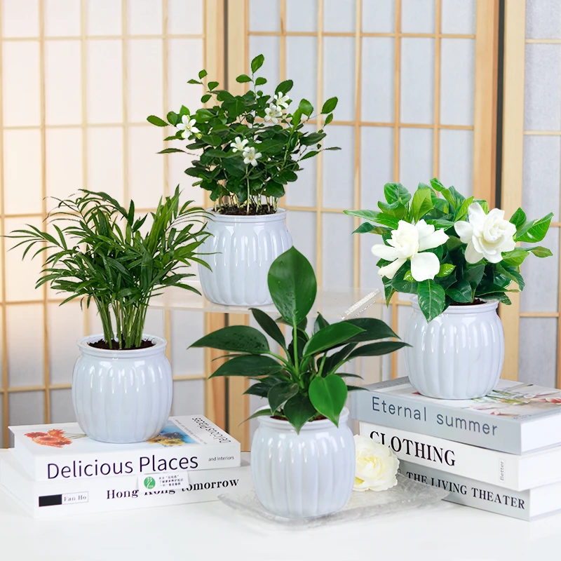 【买三送一】椰子 金钻 九里香 栀子花室内桌面绿植物美观配盆栽