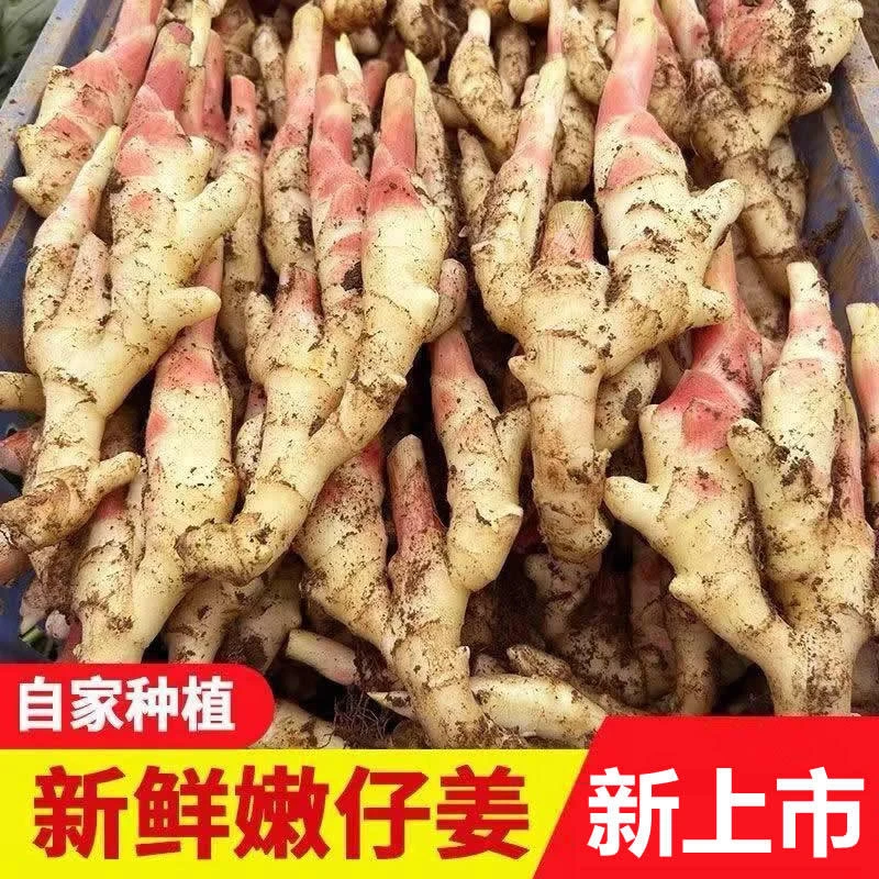 四川内江威远泡仔姜1斤5斤新鲜现挖板姜生姜姜