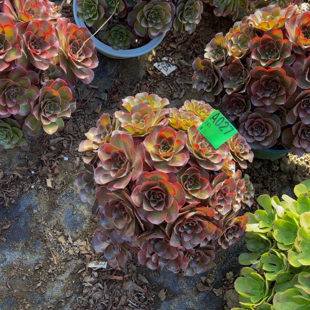 魅金玫瑰法师1-36