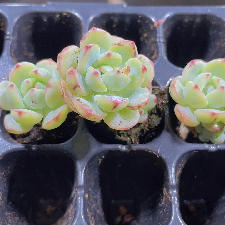 香草精品多肉量拍