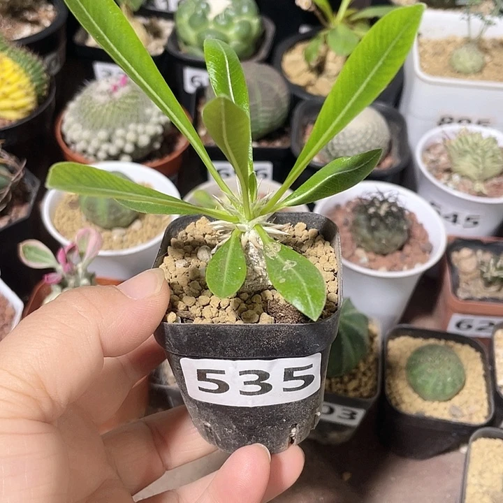 535惠比大黑小苗，