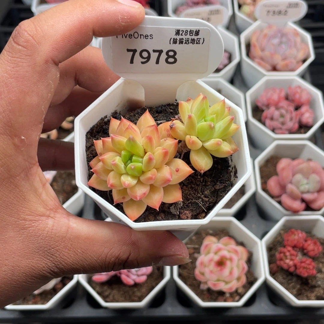 7978甲骨文4.5厘米