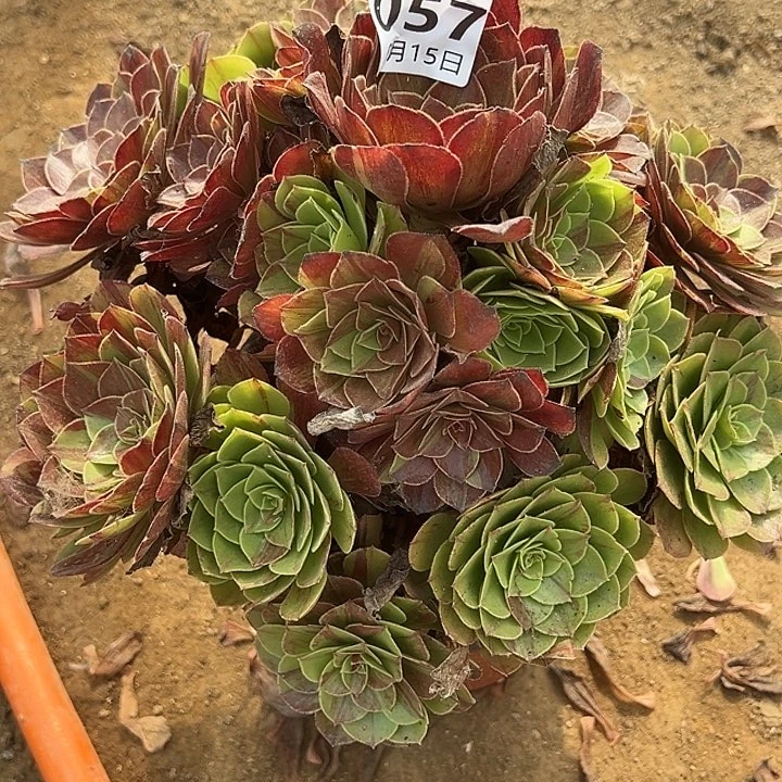 9.15-57花月夜多肉植物7