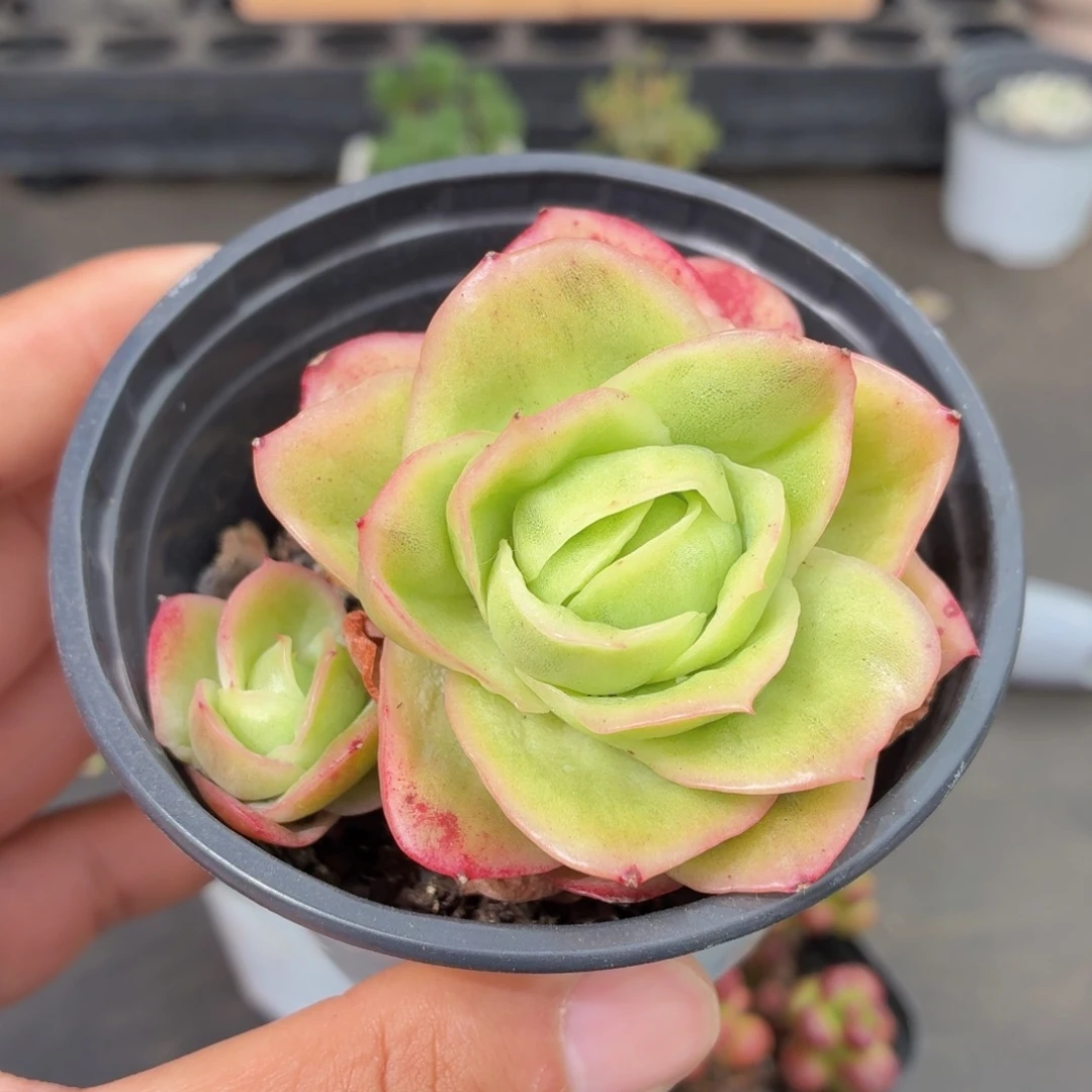 冰玫瑰锦多肉9.9包邮发货