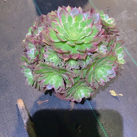 923莲花多肉植物