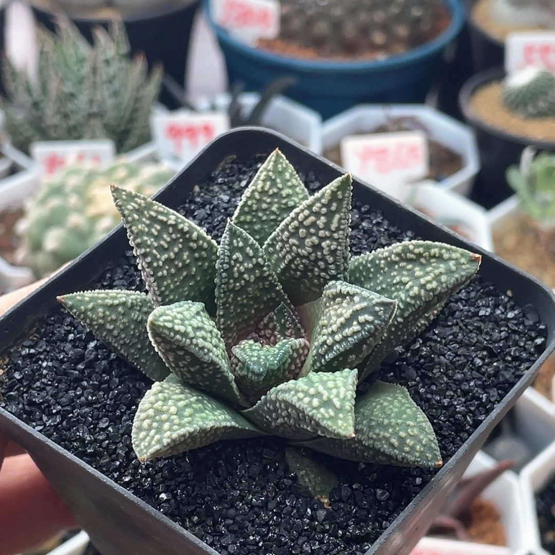 实生丸叶天涯 致远多肉