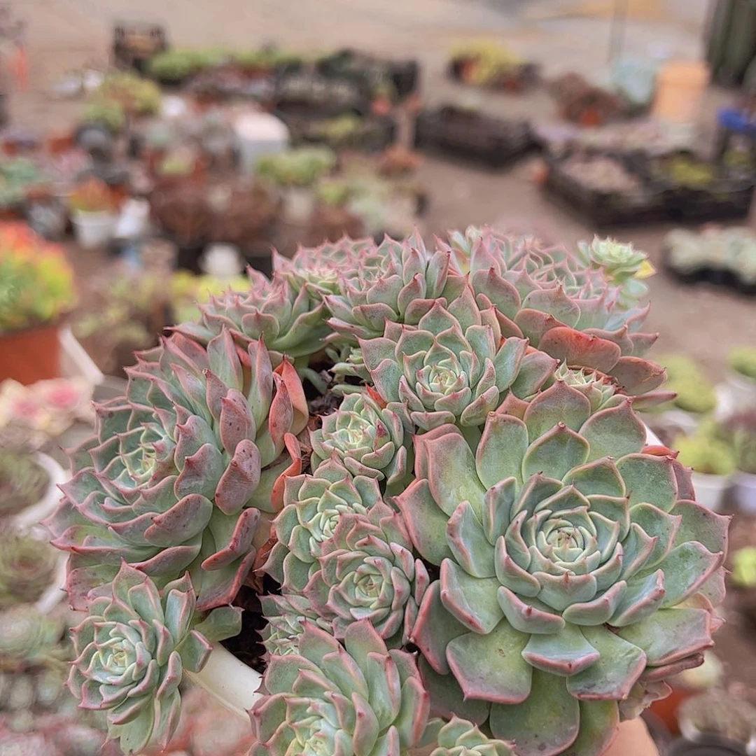 海滨格瑞 多头多群生 带盆土