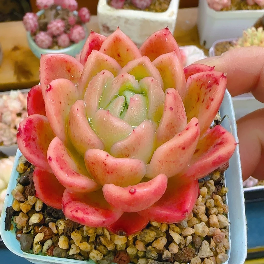 月影牡丹，067、仙农出品