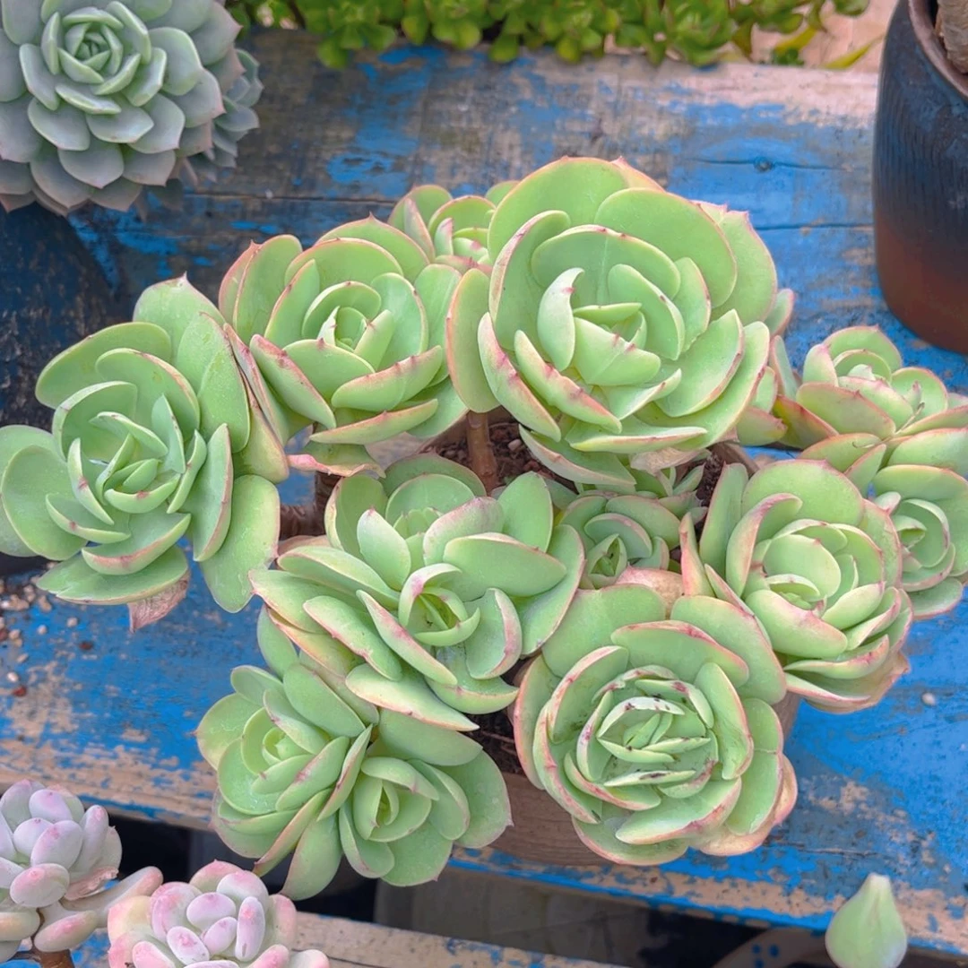 新疆西藏内蒙不发货，碧桃