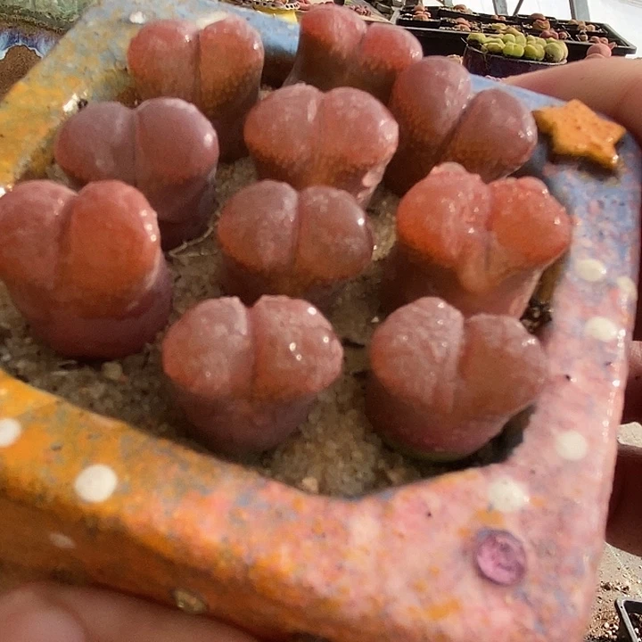 3515温莎风铃一颗