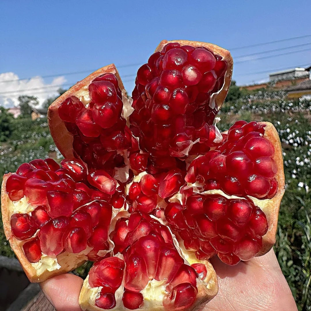 四川会理软籽石榴新鲜当季水果皮薄多汁甜润可口