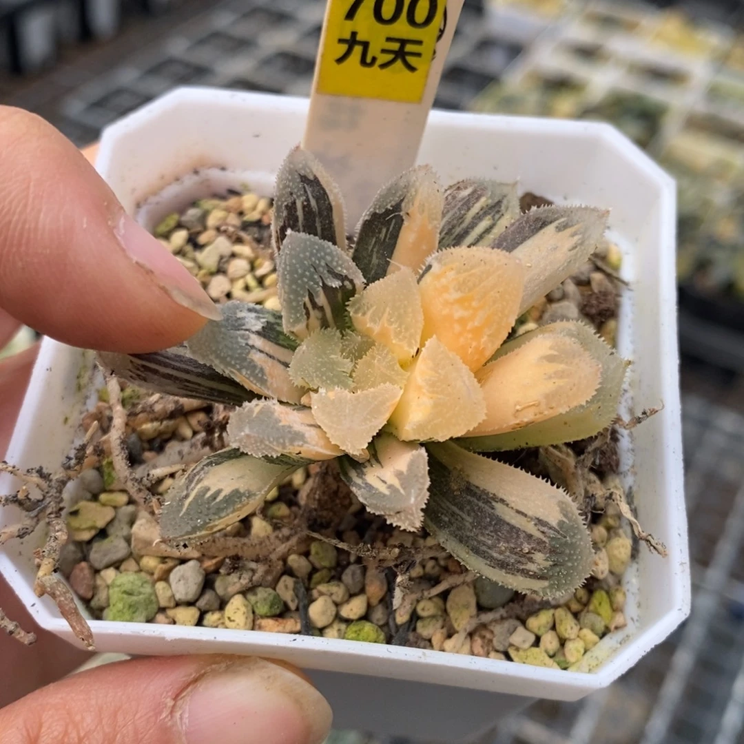 700号白帝城锦多肉