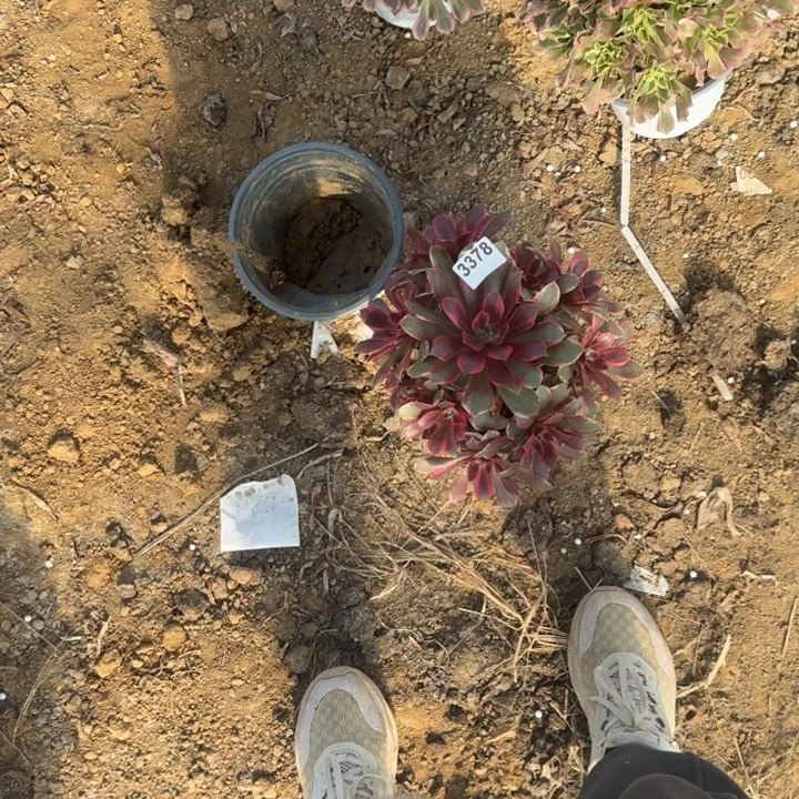 3378浣纱清棚处理不包断枝