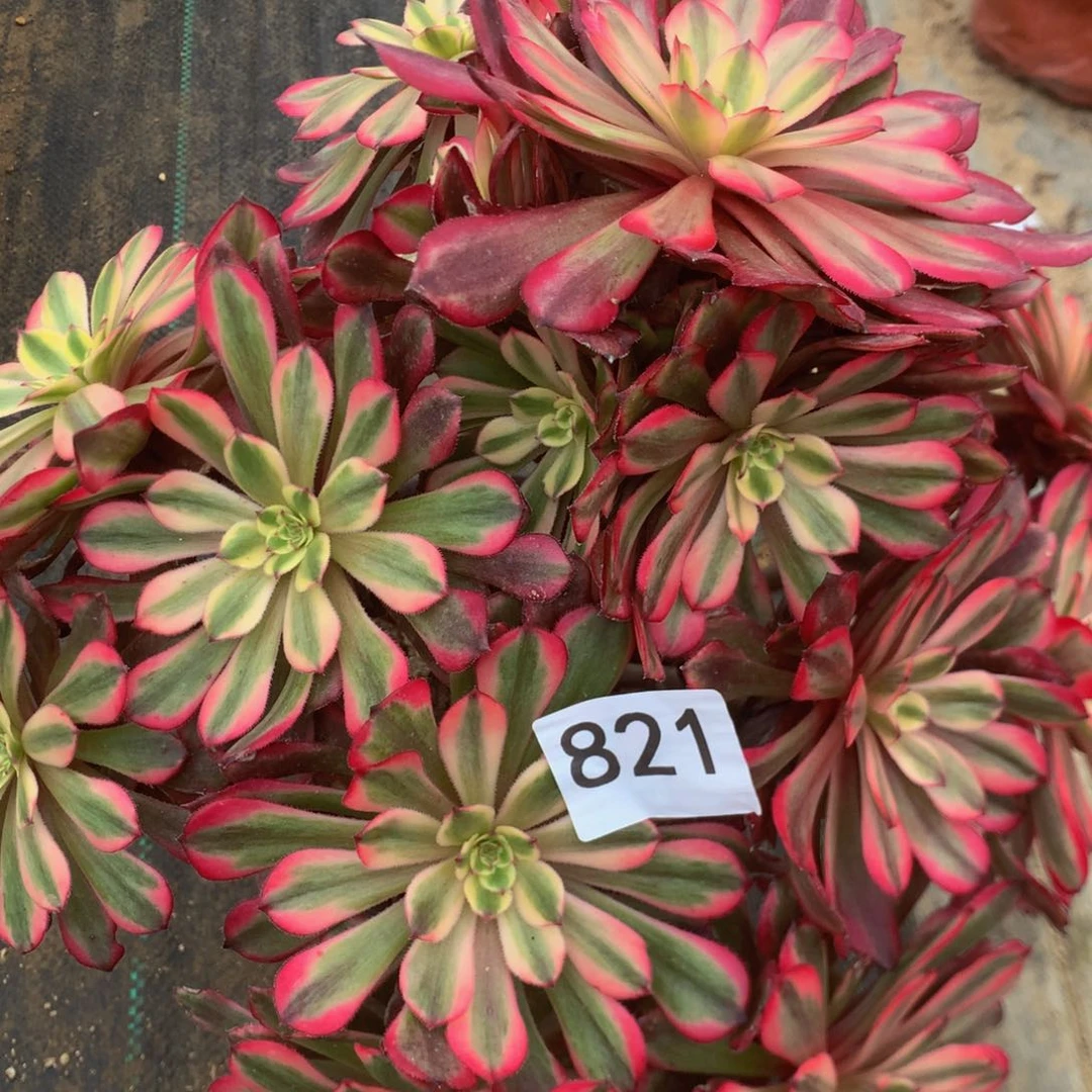 贞**上821月婵多肉植物