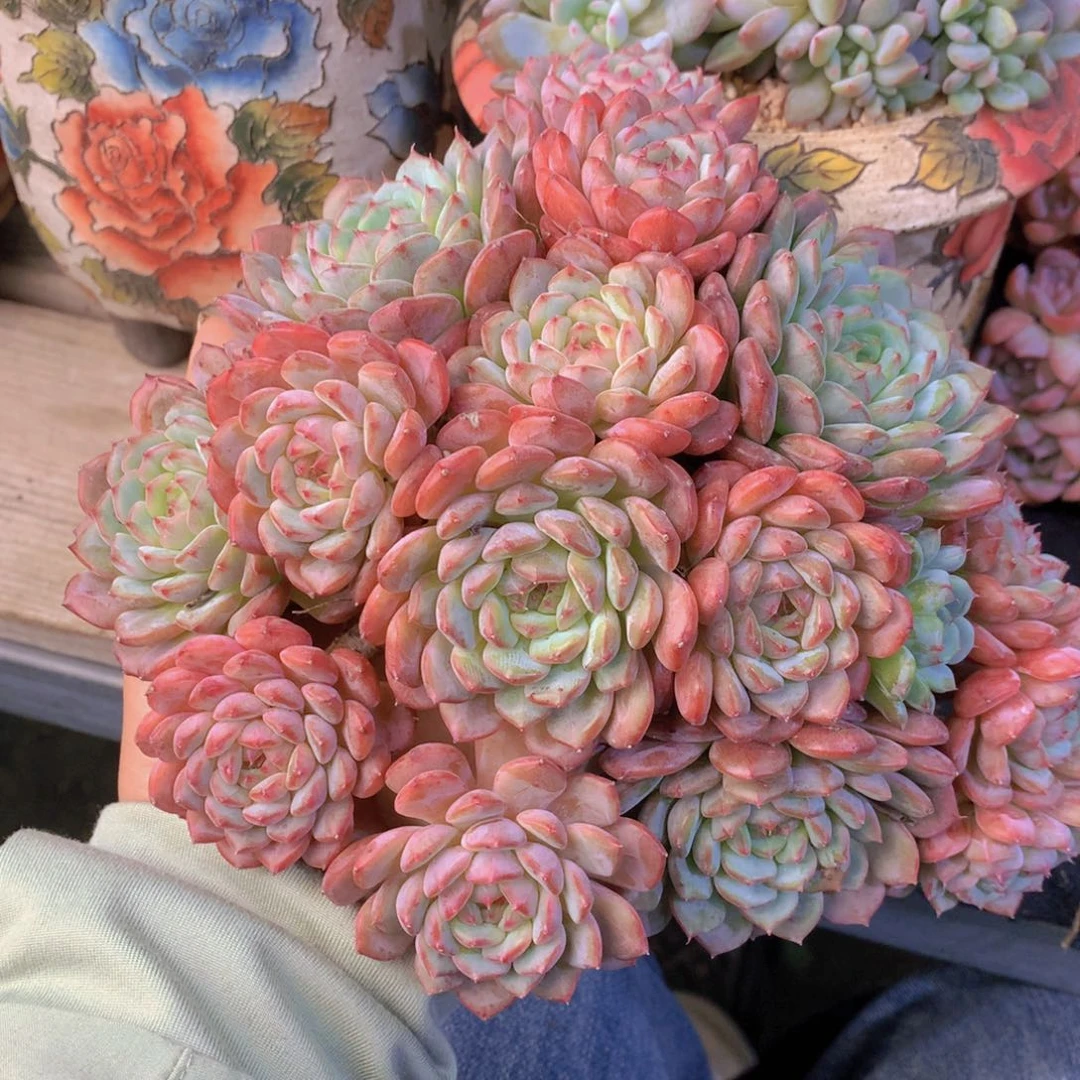 精品多肉植物花卉盆栽花卉