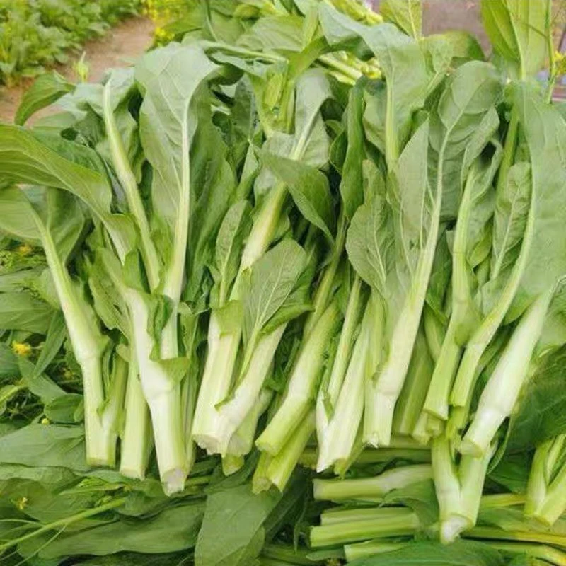 新【白菜苔】农家露天种植新鲜现摘应季蔬菜营养美味