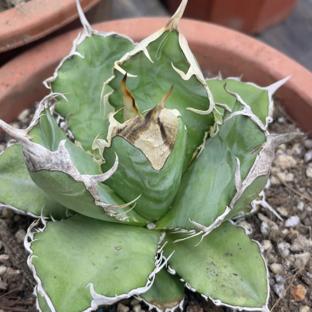 野二222222222222222