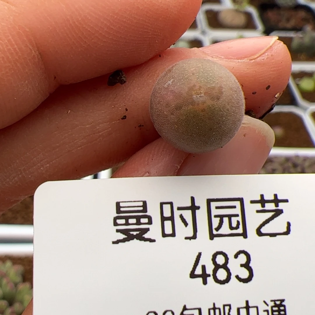 咻****3483号大眼空蝉2.11多肉