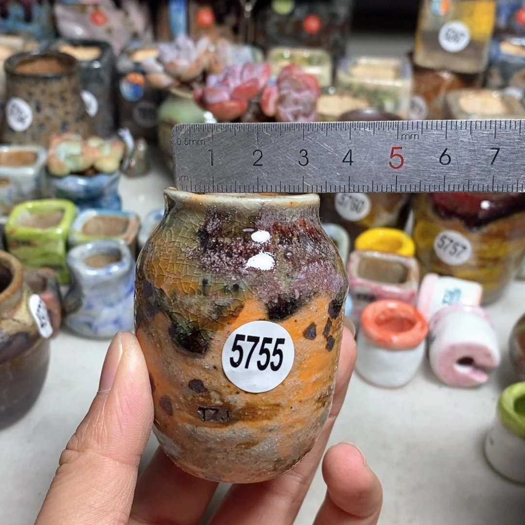 拍5送一个小礼物，不含多肉