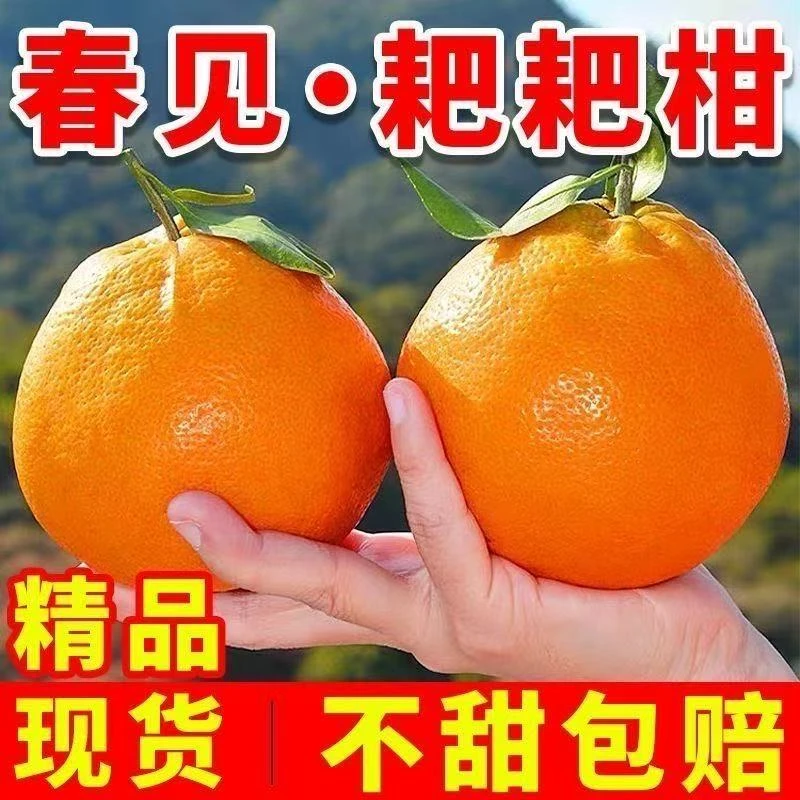 四川正宗春见耙耙柑橘子现摘现发新鲜当季水果皮薄肉厚柑橘整箱