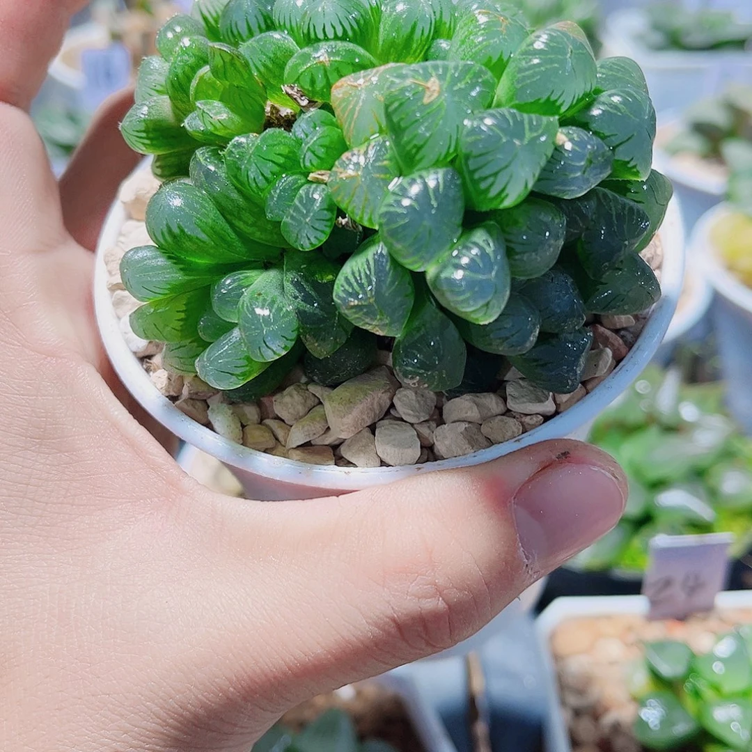 姬雨露群生新手好养