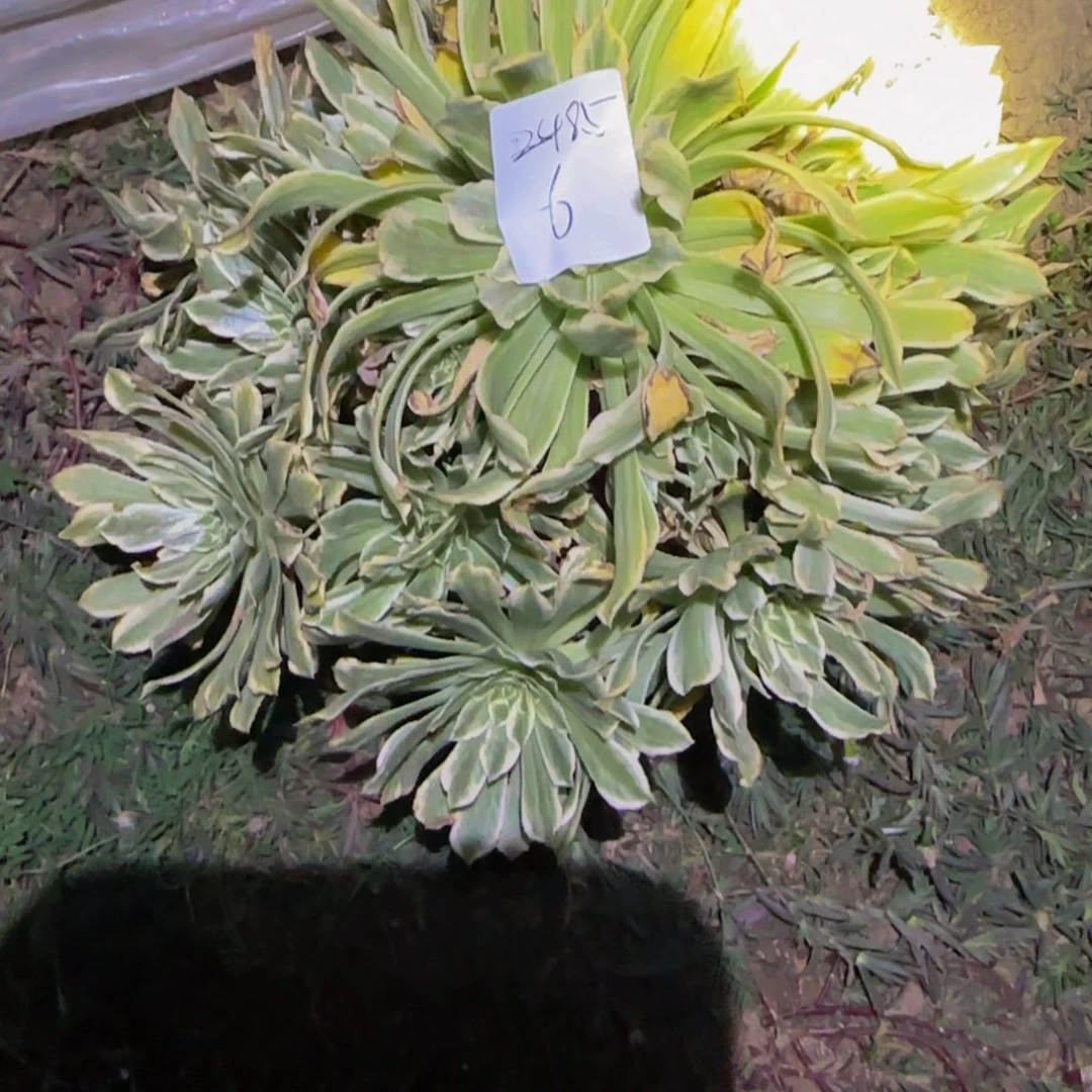 ?*?一物一拍多肉法师福利2485