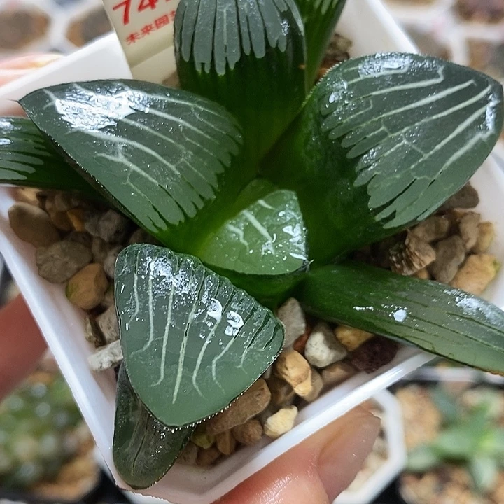 747云间克一物一拍
