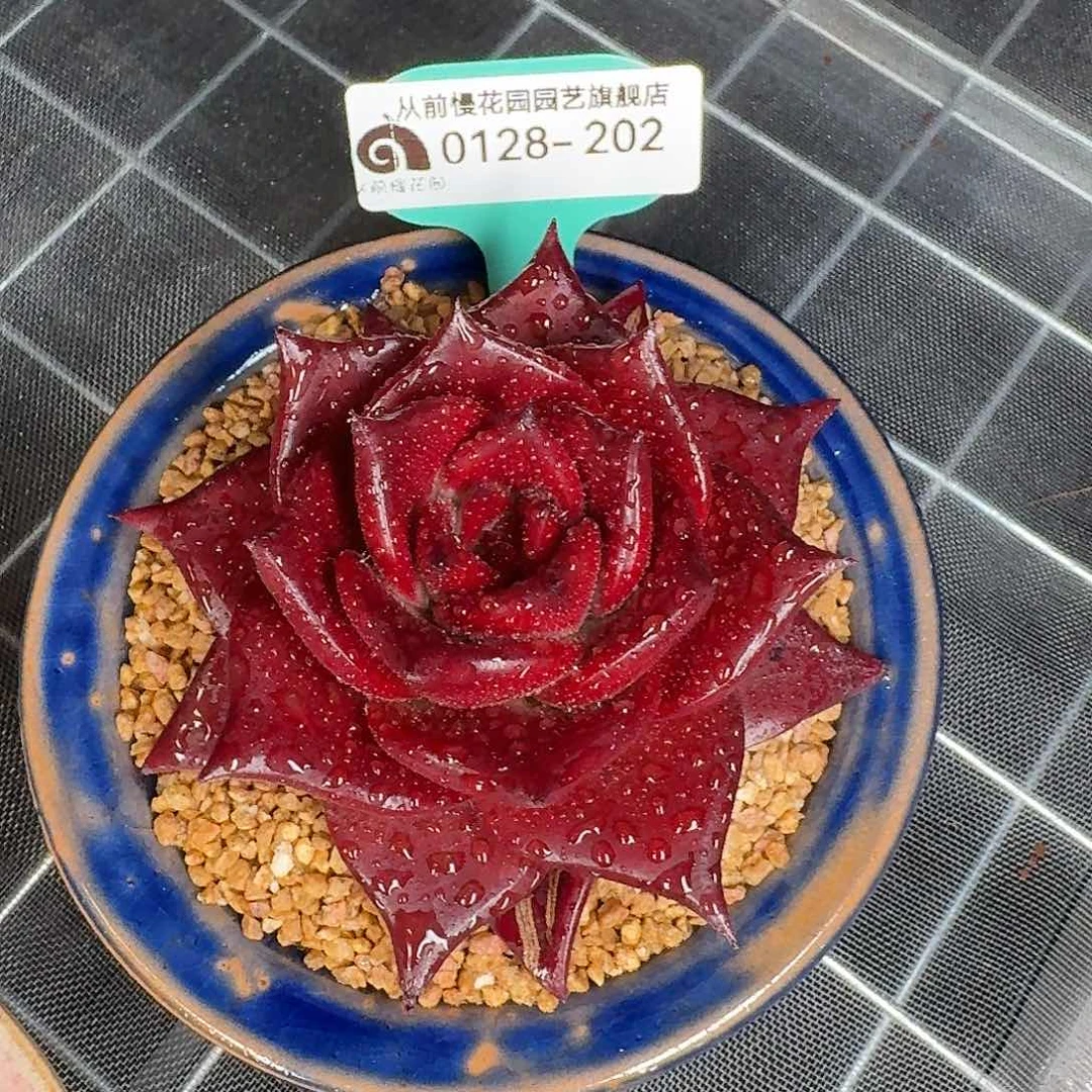 从前慢花园多肉0128-202