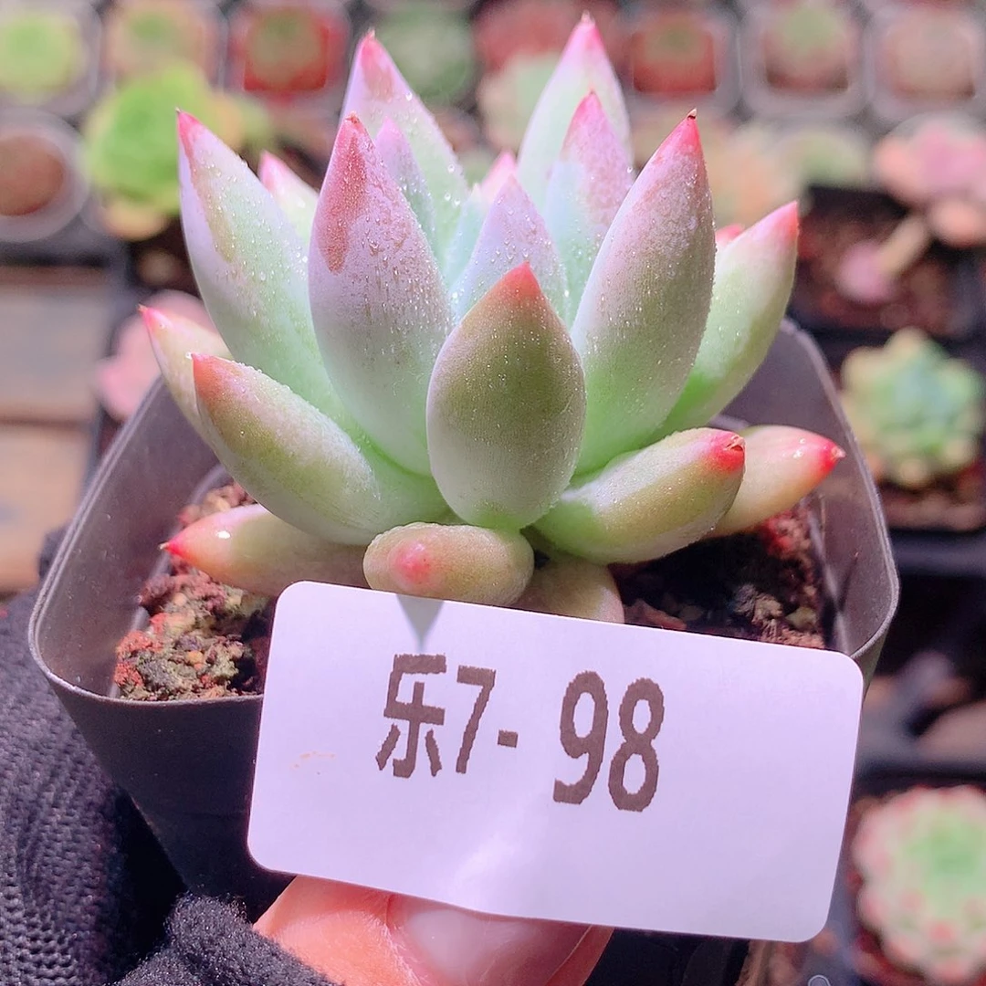 乐然7-98 奶瓶单头