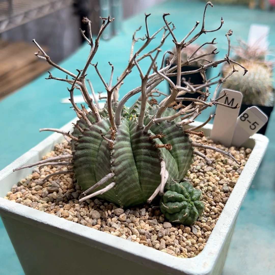 实生法利达大戟脱土发货多肉