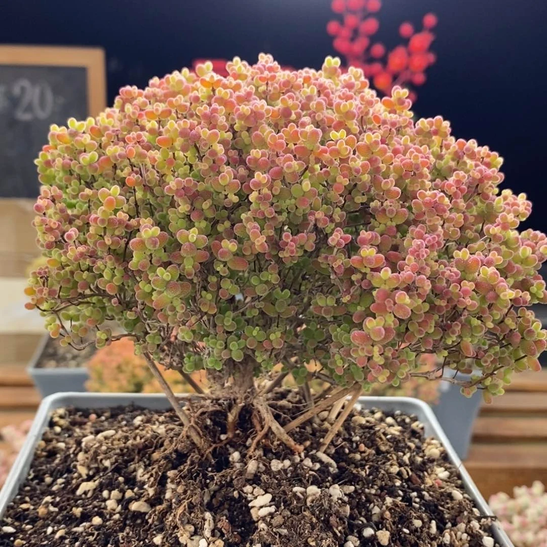 蜜橘糖球5847枝干番杏