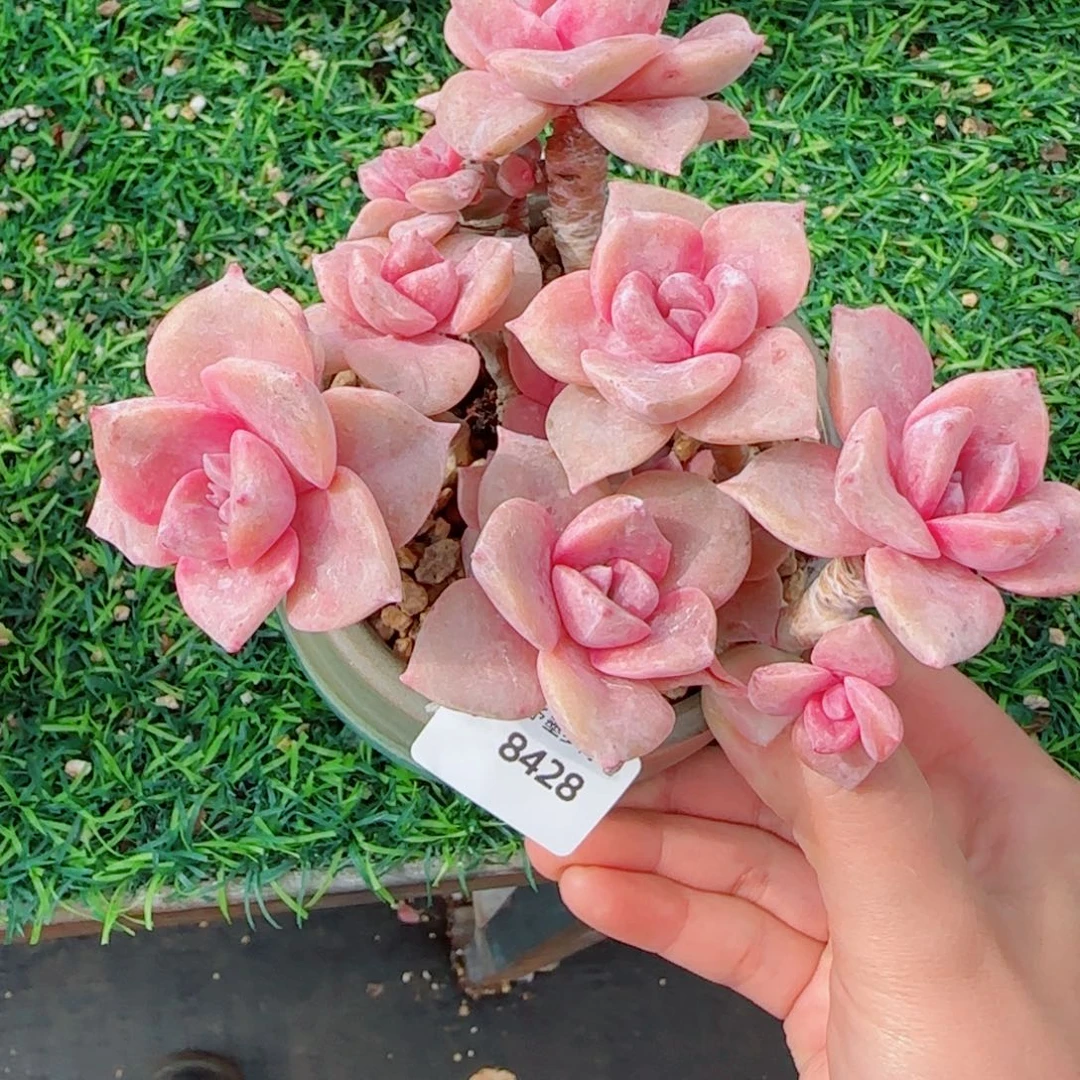 彩虹糖无砍，8428多肉植物