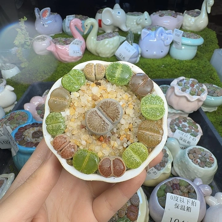 多肉植物的生长发育1050