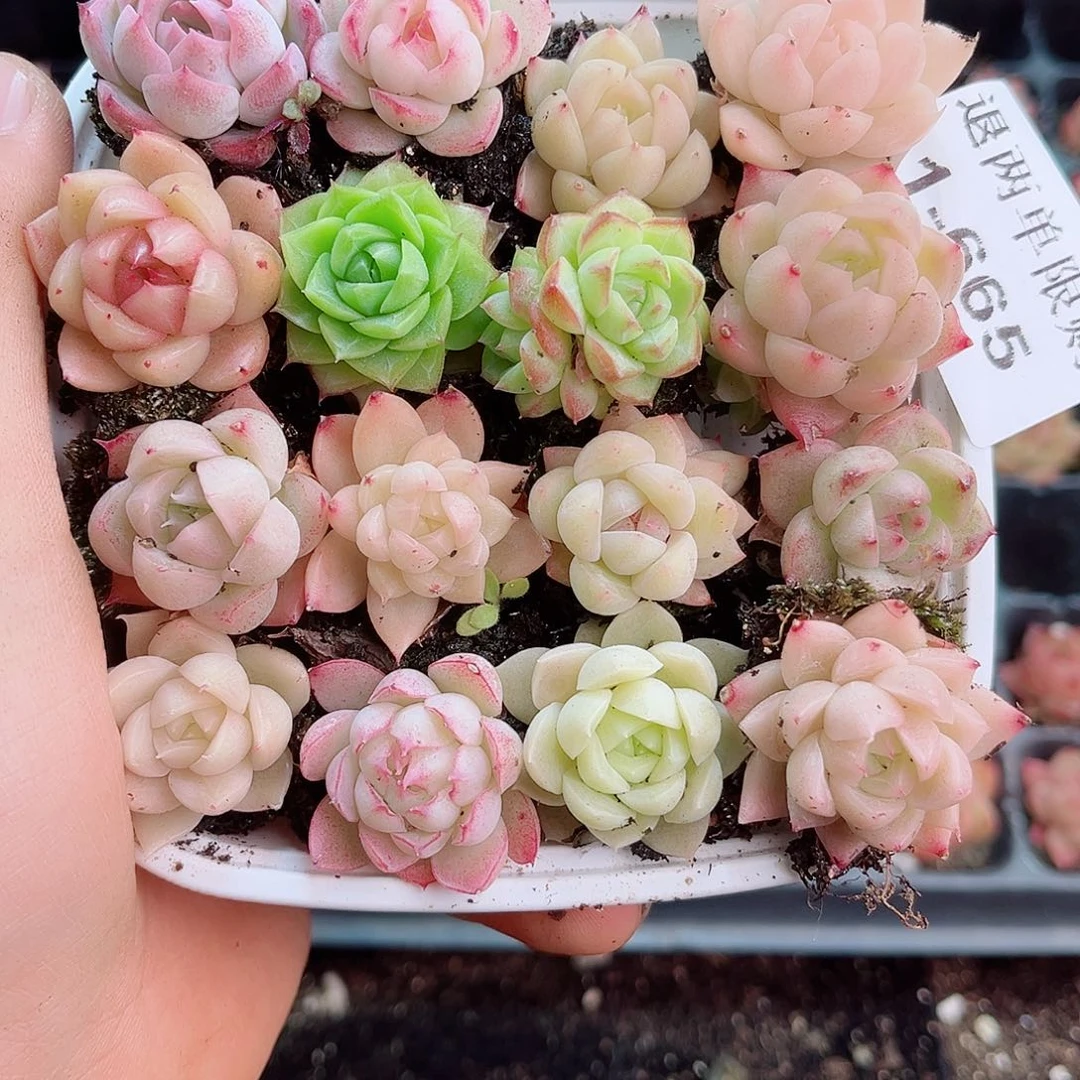 1-665 新疆西藏内蒙不发12.8包邮2-3公分多肉