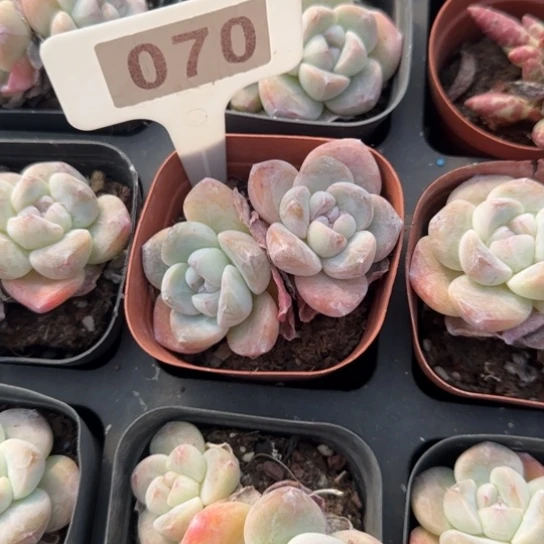 70冰玉多肉植物多