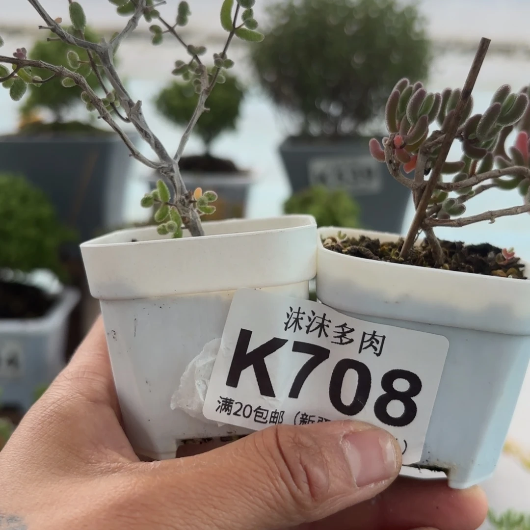 ᰔ***.708白虎斑和红叶组合