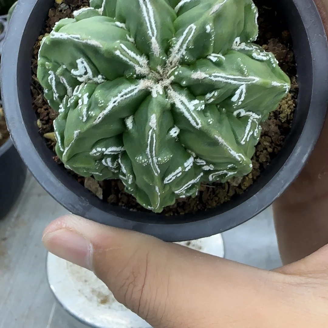 核桃鸾凤玉实生025