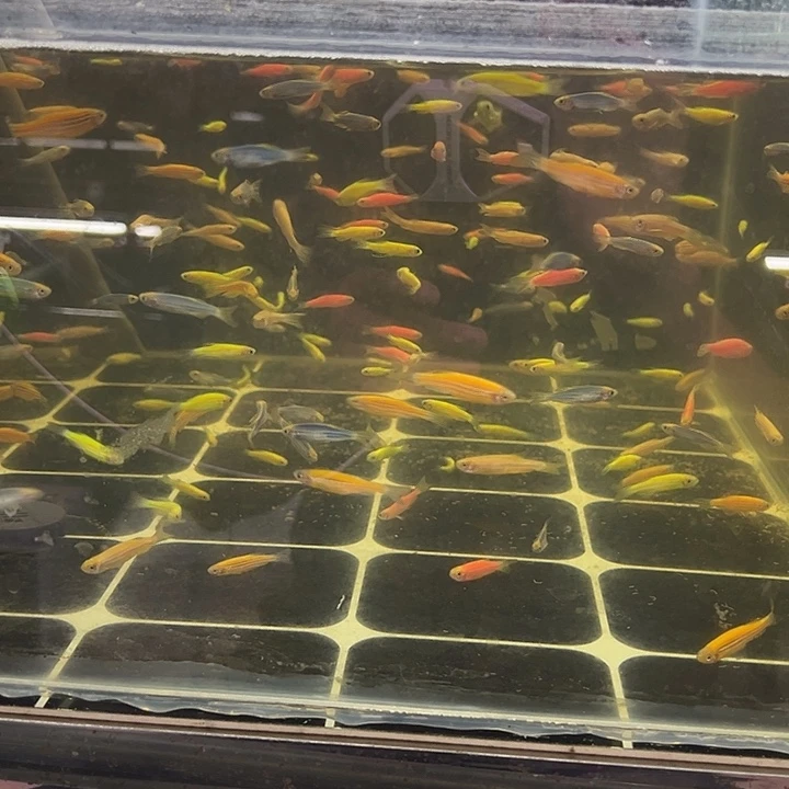 孔雀鱼七彩斑马彩色搭配