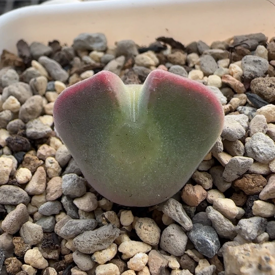 12-28-A092当天满38包邮3年超矮胖空蝉2cm脱土