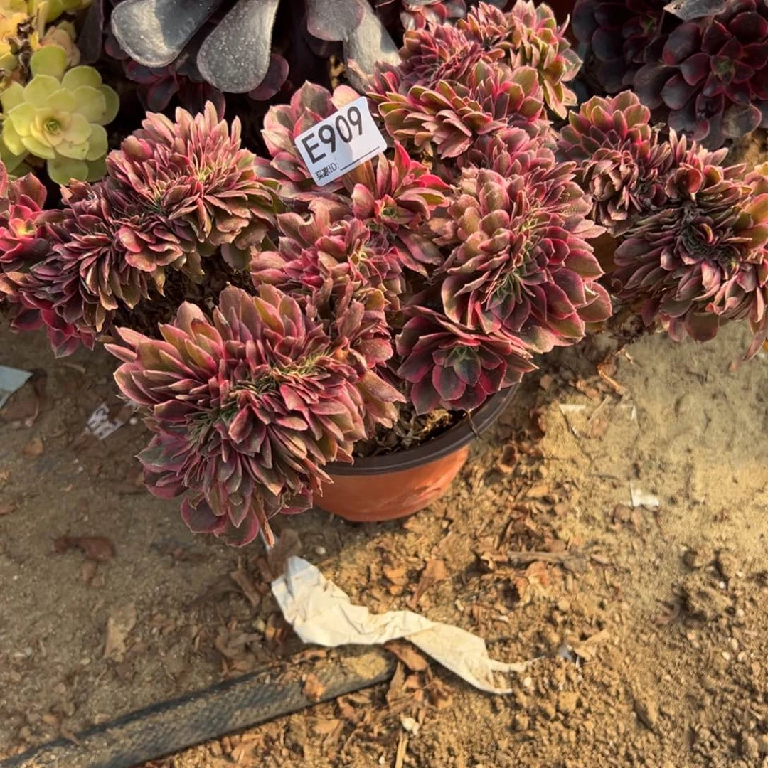 909粉女巫缀化多肉植物法师