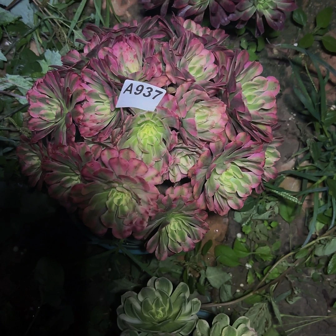 红铜白937偏远不包邮