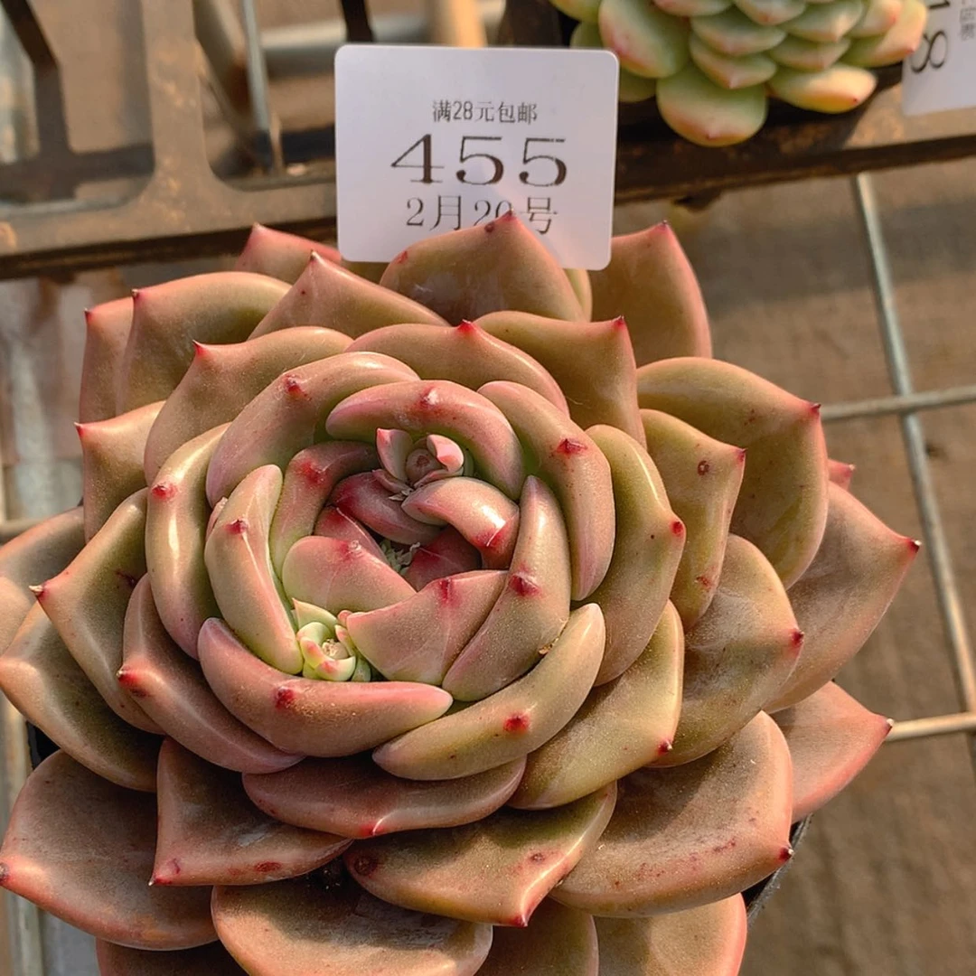 【闪购商品】云455