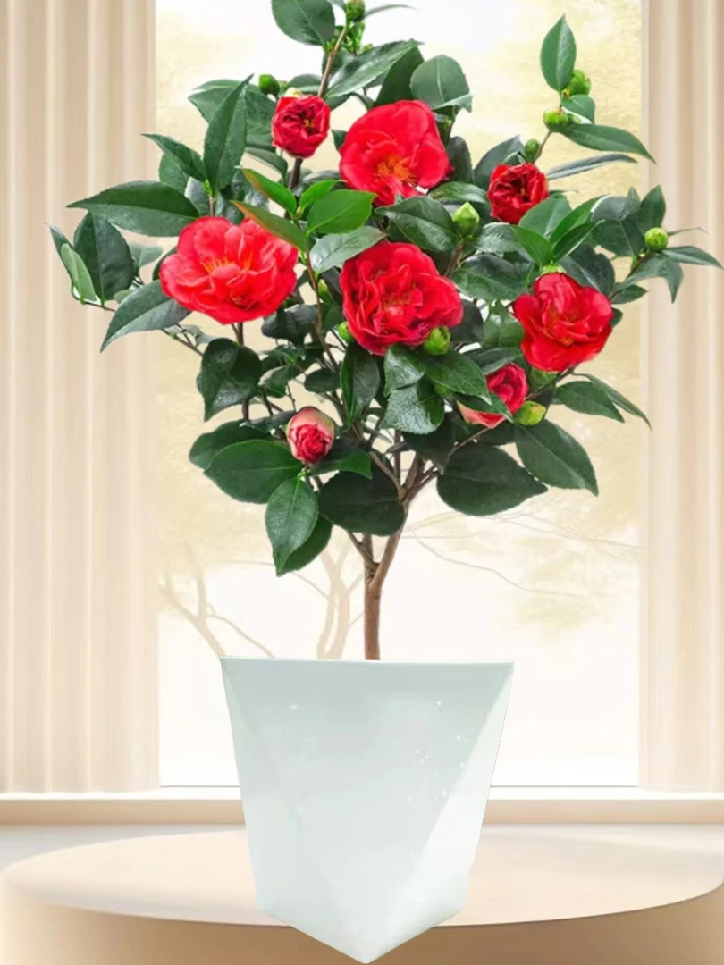 （50-60cm）红茶花盆栽带花苞浓香型室内外好养耐寒耐热