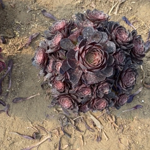 黑骑士34多肉植物法师法师
